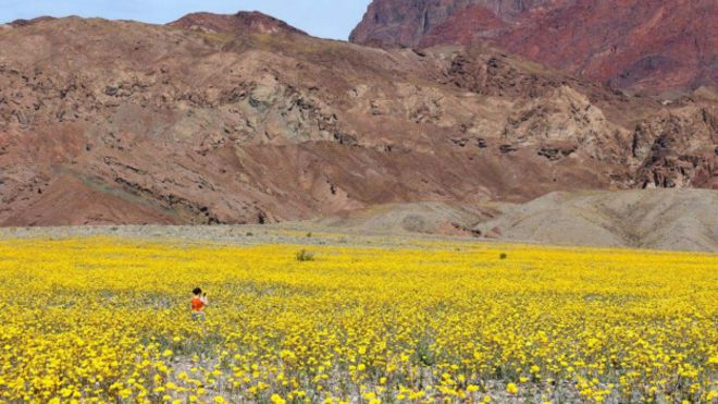 Em imagens: A 'inundação' de flores no deserto mais quente do mundo Vale da Morte atrai cerca de 1 milhão de visitantes por ano, vindos de todo o mundo