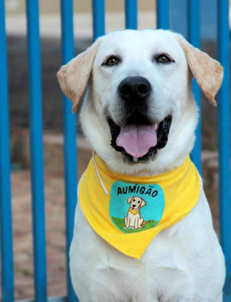 Aumigão Lilico: um cão, dois amigos e a disposição de fazer o bem O projeto filantrópico e sem fins lucrativos tem por finalidade realizar a Terapia Assistida por Animais (TAA), através do cão da raça Labrador, Lilico / Foto: Moreira Produções