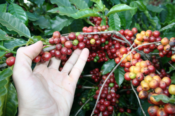 Município de Ivinhema é o maior produtor de café de Mato Grosso do Sul.Foto: Paulo César