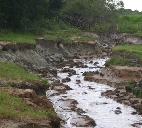 WWF-Brasil diz que o principal motivo dos problemas hídricos são causados pelo desmatamento perto das nascentes / Foto: Divulgação