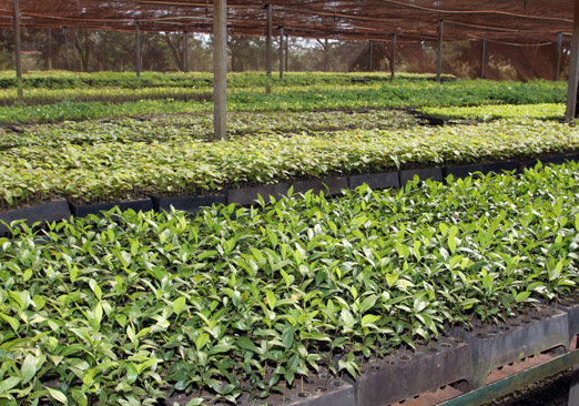 Projeto vai recompor vegetação em áreas de preservação em microbacias do Taquari