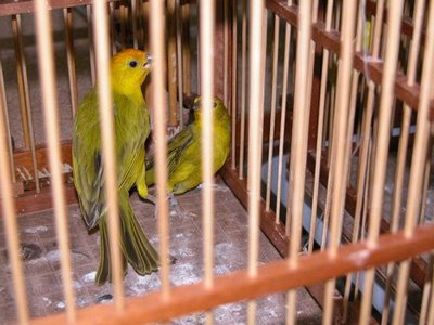 PMA autua traficantes de canários detidos pela PRF em R$ 300 mil