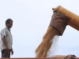 Milho é o destaque da safra recorde de 185,05 milhões de toneladas de grãos