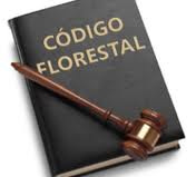 Greenpeace traça estratégia para Código Florestal Greenpeace traça estratégia para Código Florestal