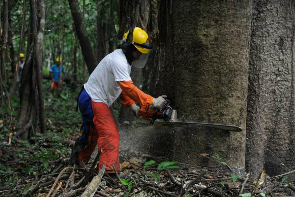 Na Reserva Mamirauá, pesquisadores e ribeirinhos buscam a sustentabilidade da floresta Amazônica pelo manejo florestal (Tomaz Silva/Agência Brasil)Tomaz Silva/Agência Brasil