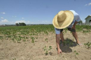 MP aumenta benefícios para agricultores atingidos pela seca