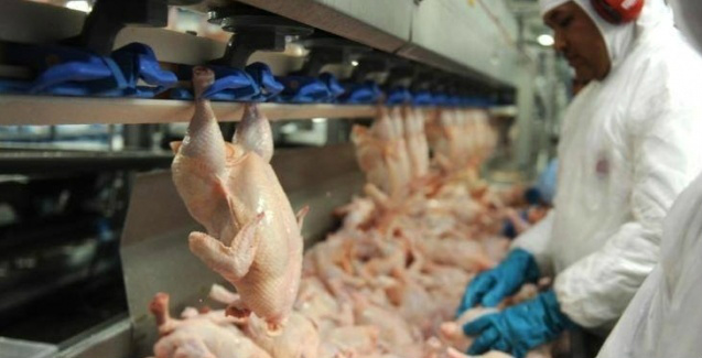 China reabilita três plantas exportadoras de carne de frango do Brasil Foto: Divulgação