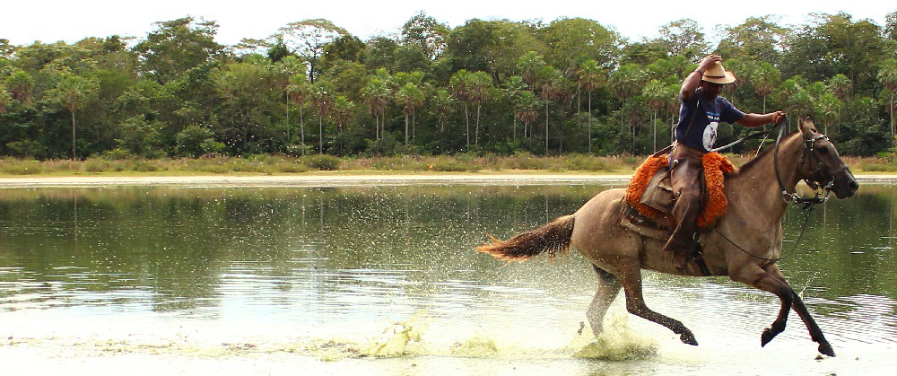 Estudo avaliou mais de 11 mil animais da raçaFoto: Divulgação 