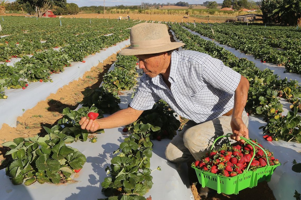 Norma que determina a rastreabilidade de vegetais já está em vigor Norma que determina a rastreabilidade de vegetais já está em vigor