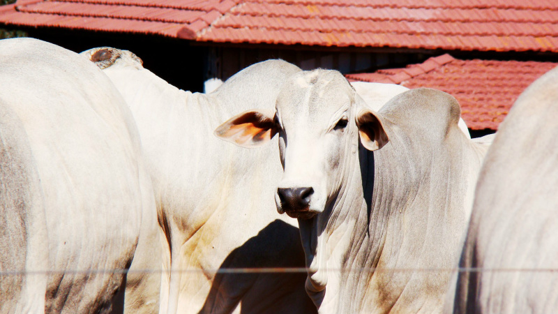 Alta valorização da arroba facilita o escoamento da produção antes do inverno