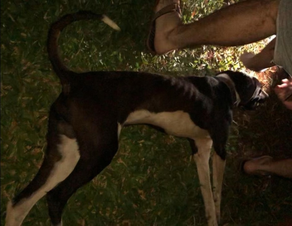 PMA de Amambai autua homem por maus tratos a cachorro A Polícia Militar Ambiental efetuou um auto de infração administrativo e aplicou multa de R$ 500,00 / Foto: Divulgação