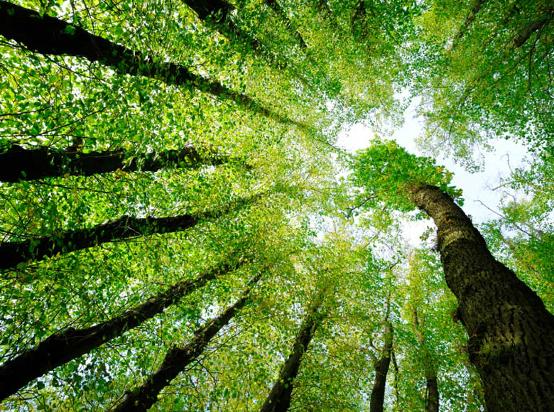Pesquisadores brasileiros contribuem com políticas públicas de meio ambiente Foto: Divulgação