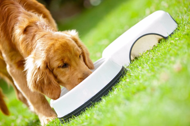 A rotina ideal para o cãozinho Foto: Divulgação