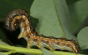 Helicoverpa armigera  