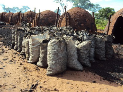 PMA fecha carvoaria com 30 fornos e aplica multa de R$ 10 mil