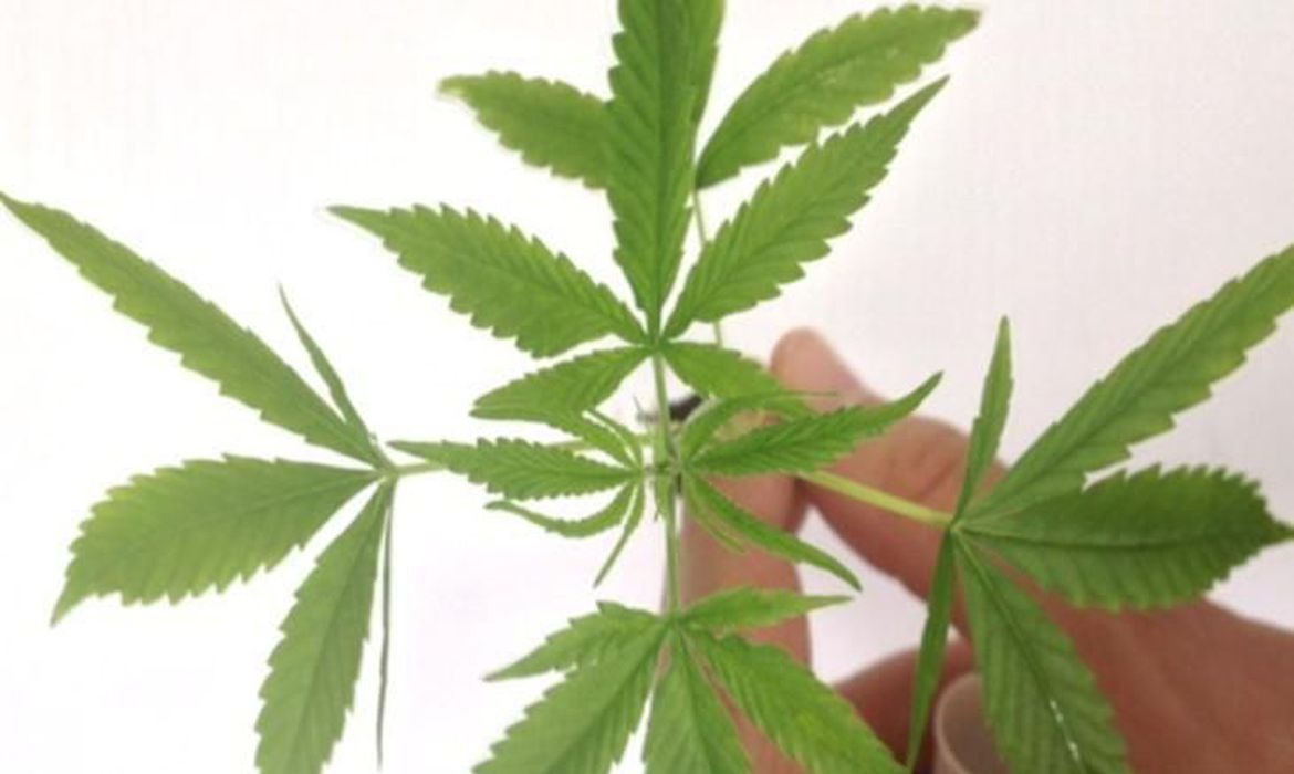 Fabricação e venda de produtos derivados da cannabis entram em vigor Divulgação / Polícia Federal