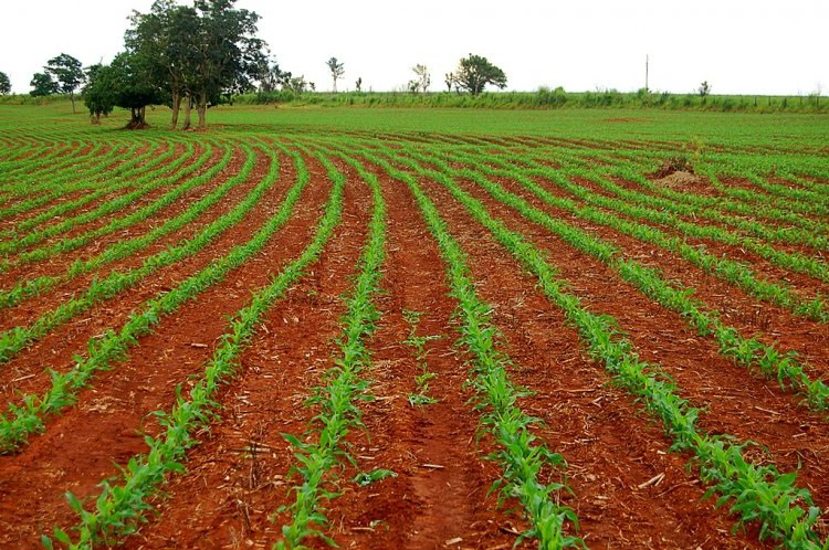 Fazendeiros brasileiros "ilegais" no Paraguai poderão perder terras