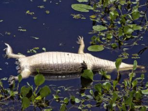 Imagem de corpo de jacaré-do-pantanal encontrado sem a cauda no Rio Miranda, na região de Passo do Lontra