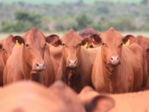 Os animais foram introduzidos no país no início da década passada. Eles têm despertado o interesse de alguns criadores.
