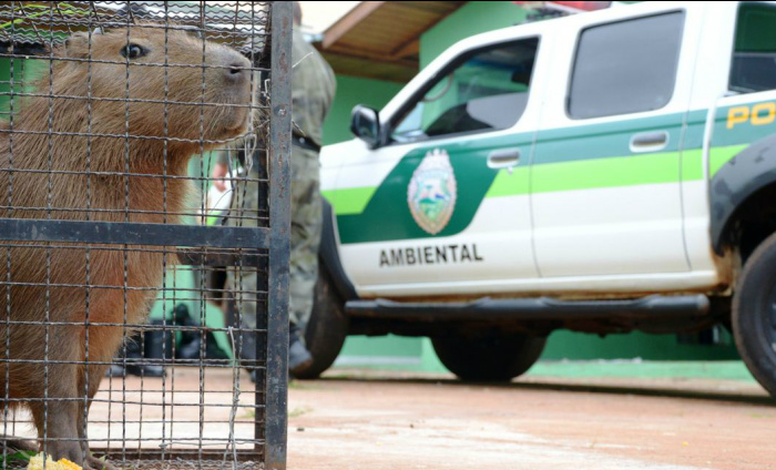 Em fiscalização de rotina, PMA encontra uma espingarda de caça calibre 22, com 11 munições sem registro / Foto: Divulgação