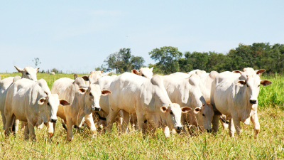 Pecuária de corte brasileira diminui área de pastagem