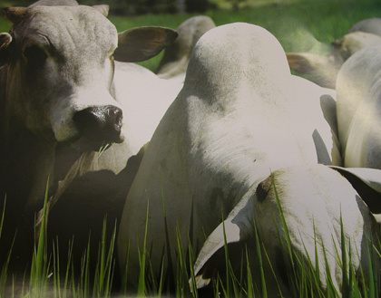 Medidas de apoio à pecuária sul-mato-grossense serão lançadas hoje