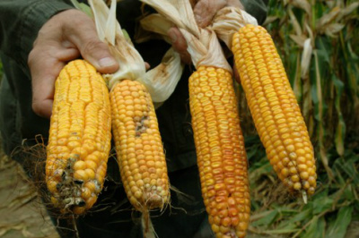 A alta infestação de pragas nas lavouras de milho tem preocupado os produtores / Foto: Divugação