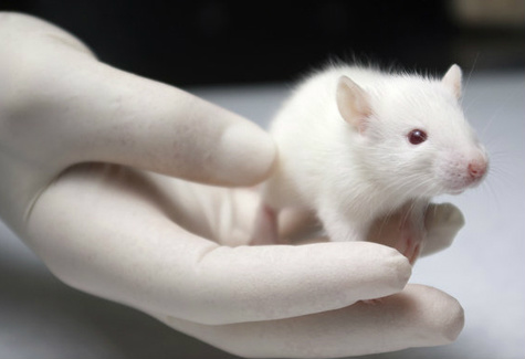 Cientistas conseguem reverter envelhecimento em ratos