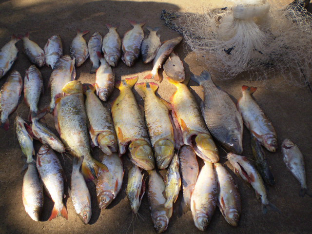 “PMA autua 18 e apreende 307 kg de pescado em um mês da operação piracema”