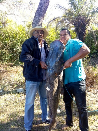 Família pesca pintado de 40 quilos no rio Aquidauana Seu Gildo, com chapéu, o peixe e o sogro em MS (Foto: Ivonéia Ramos/Arquivo Pessoal)