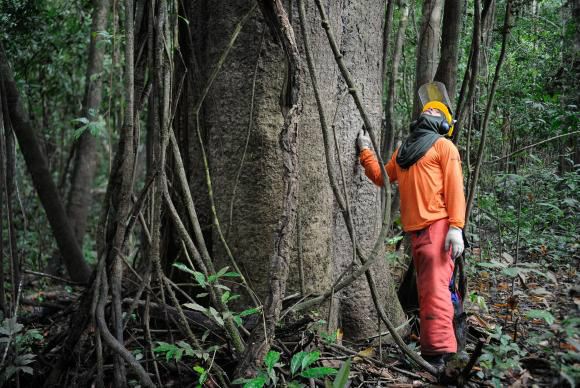 Brasil ocupa 18ª posição entre economias verdes entre 60 países avaliados Pesquisadores e ribeirinhos buscam a sustentabilidade pelo manejo florestalTomaz Silva/Agência Brasil