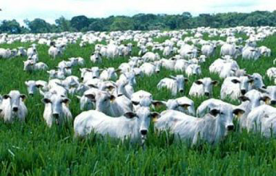 Pecuária traz possibilidades de um futuro melhor Com o crescimento da renda e da população mundial, consumo de carne será maior, principalmente em países em desenvolvimento / Foto: Divulgação
