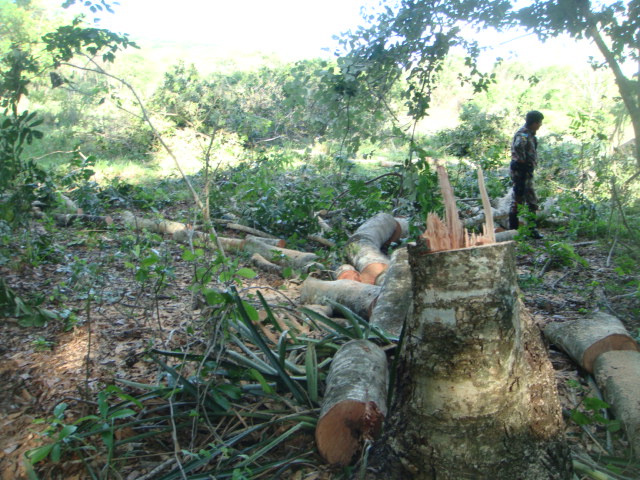 PMA autua proprietário por desmatamento em reserva legal