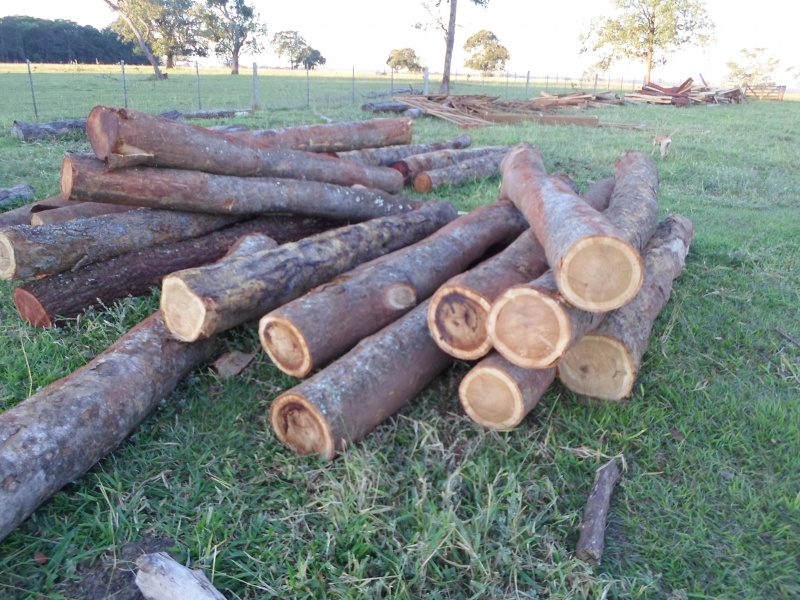 PMA autua dois fazendeiros em R$ 22 mil por extração e compra de madeira ilegal