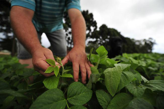 Nova etapa do garantia-safra começa nesta hoje