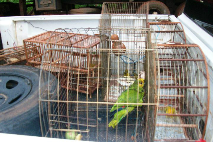 PMA autua jovem em R$ 2,5 mil por criar 5 aves silvestres ilegalmente