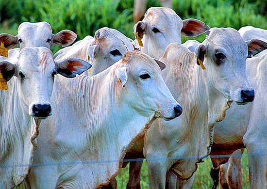 A pressão das indústrias é justificada pela queda da carne bovina no atacado, que recuou 6,9% nos últimos quinze dias