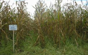 O evento teve como objetivo proporcionar a integração entre a Embrapa e o setor produtivo 