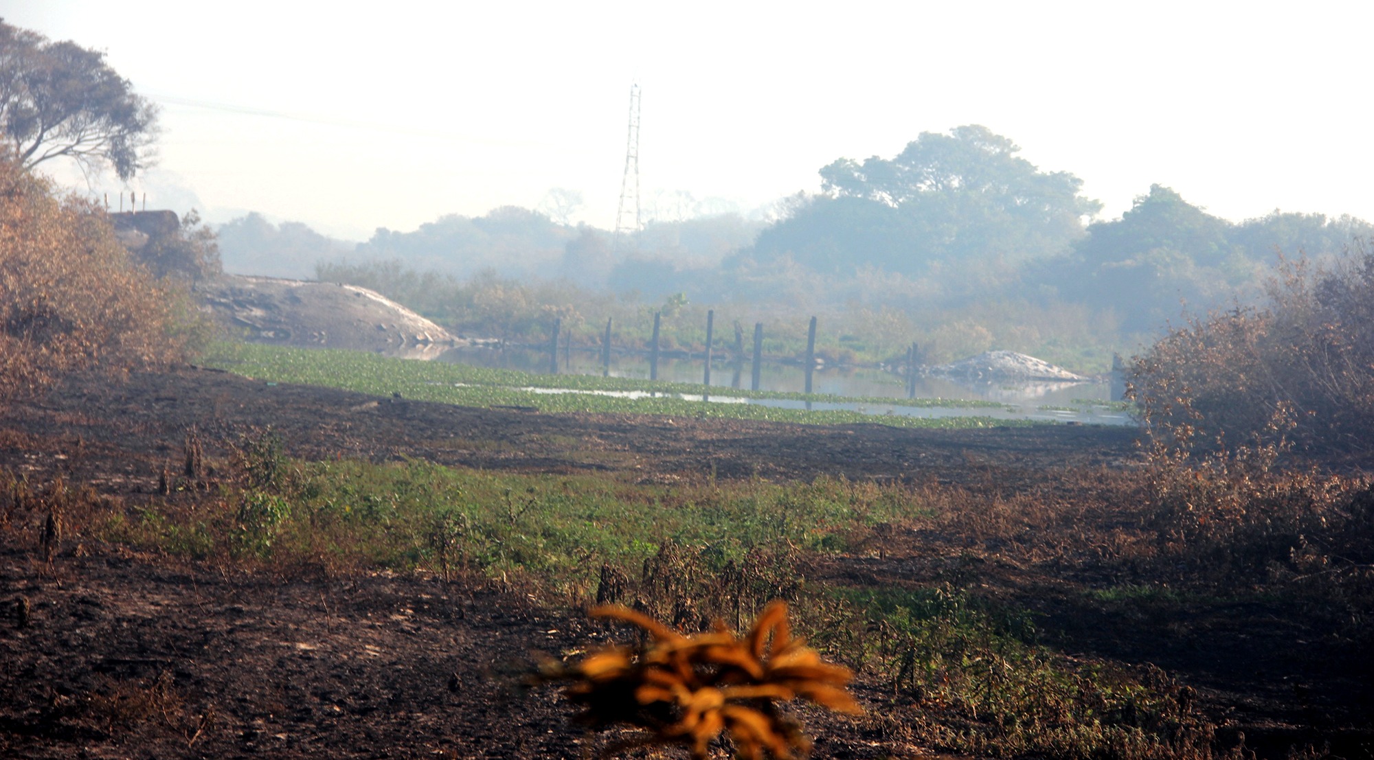 Incêndios florestais atingem Estrada-Parque, onde ponte de madeira virou cinzas Incêndio destruiu a ponte de madeira e seu entorno, na MS-228, mesmo com o campo encharcado (Foto: Silvio de Andrade)