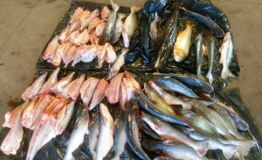 Pescado NaviraíFoto: Divulgação 