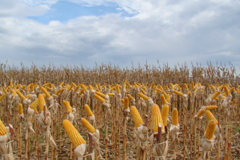 Desenvolvimento do milho safrinha é considerado bom em MS