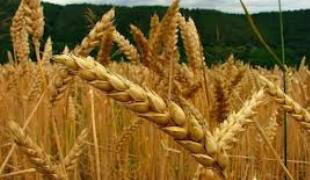 Plano Safra de Inverno ganha forma Entre as medidas em discussão, as que asseguram especialmente o aumento da produção.