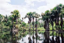 Desmate cresce 16% na Amazônia Desmate cresce 16% na Amazônia