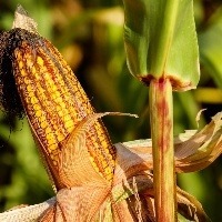 Preço do milho sobe pela 2ª vez no semestre e anima mercado