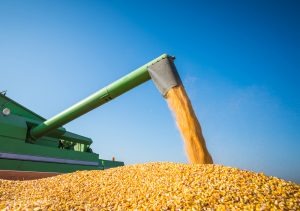 Agricultores ‘aceleram’ as máquinas e colheita já passa dos 50% em MS Agricultores ‘aceleram’ as máquinas e colheita já passa dos 50% em MS