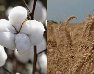 Operações apoiam a comercialização de trigo e algodão. Podem participar produtores rurais e suas cooperativas