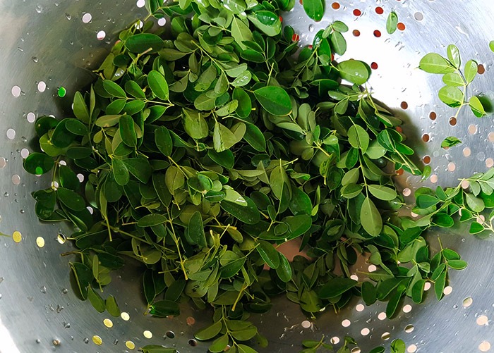 Folhas frescas de moringa - Foto: Nicoli Dichoff