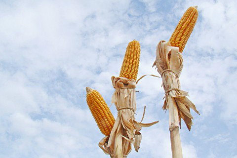 Produção de milho em 2015 deve ser menor que a atual