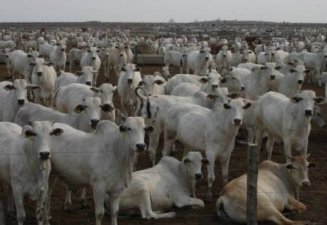Consumo global de carnes alcançou 225 milhões de toneladas em 2014 Mercado global de carnes teve um crescimento de 3%, alcançando a venda de 225 milhões de toneladas de carne / Foto: Divulgação