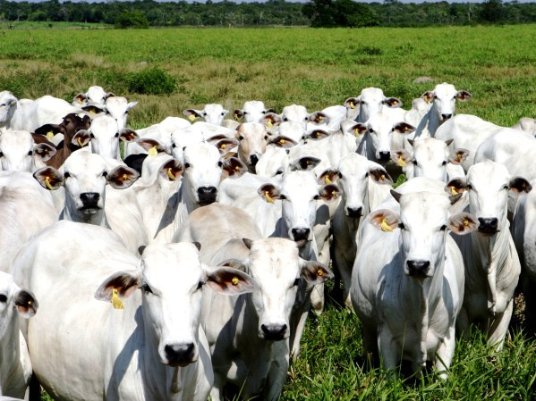 Pecuária de MS se organiza para atender exigências do mercado externo